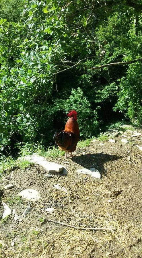 B&B Le Colline Di Bana Camogli Dış mekan fotoğraf